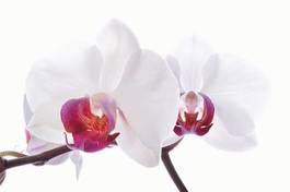 Fotoroleta storczyk kwiat roślina natura