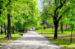 Fotoroleta zielony miejski park