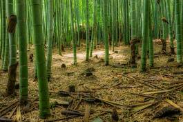 Obraz na płótnie bambus kioto cisza