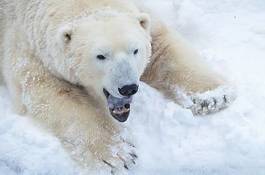 Fotoroleta śnieg fauna natura północ zwierzę