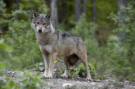 Obraz na płótnie zwierzę wilk   