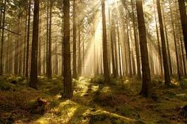 Fotoroleta las słońce natura