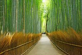Naklejka las japonia roślina tropikalny
