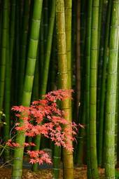 Naklejka bambus drzewa roślina ogród