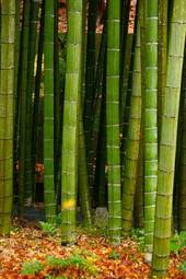 Naklejka ogród japoński bambus azja