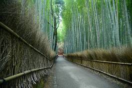 Plakat roślina japoński bambus azja