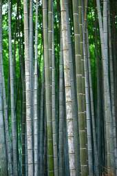 Naklejka bambus azja roślina japoński