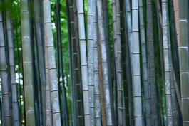 Naklejka roślina japoński drzewa