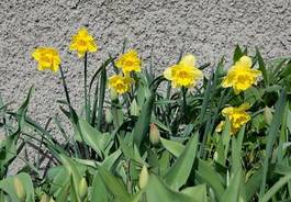 Obraz na płótnie szwecja pąk ogród kwiat skandynawia