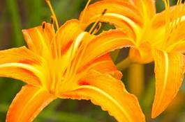 Fotoroleta kwiat pomarańczowy żółty