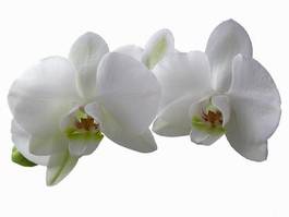 Obraz na płótnie storczyk obraz kwiat zdjęcia clipartów