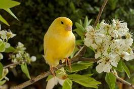 Obraz na płótnie kwiat kanarek ptak