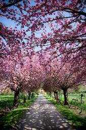 Fotoroleta droga na farmę w toskanii wiosną