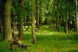 Obraz na płótnie buk mech trawa las
