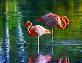 Obraz na płótnie zwierzę tropikalny flamingo
