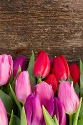 Fotoroleta tulipan świeży kwiat natura