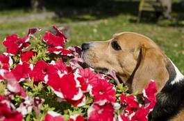 Obraz na płótnie pies i kwiaty