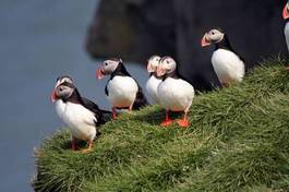 Plakat islandia ptak natura morze zwierzę