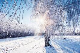 Naklejka śnieg las natura piękny aleja