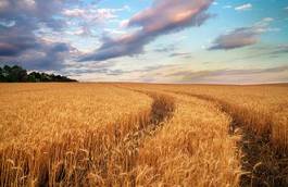 Fotoroleta wieś trawa pole zboże niebo