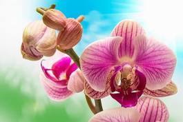Plakat bukiet roślina piękny natura kwiat