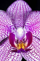 Obraz na płótnie roślina storczyk kwiat detal