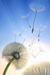 Obraz na płótnie roślina mniszek niebo lato