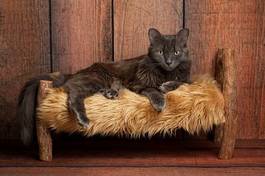 Fototapeta kot na drewnianym łóżeczku