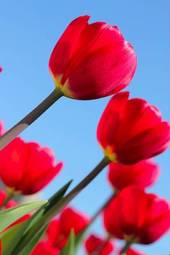 Fotoroleta ogród natura tulipan niebo park