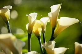 Fotoroleta kwiat obraz pąk pionowy na białym tle