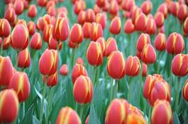 Naklejka miłość tulipan kwiat