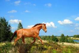 Fotoroleta jeździectwo ogier koń zwierzę klacz