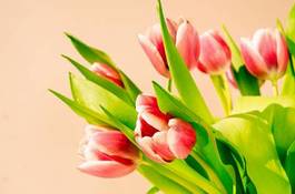 Naklejka tulipan natura kwiat ciąć sprężyna