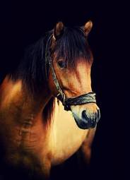 Obraz na płótnie grzywa arabian ogier koń