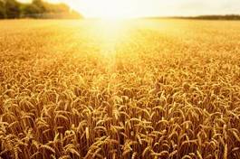 Fotoroleta pszenica słońce trawa rolnictwo zboże