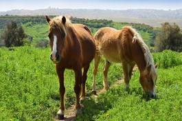 Obraz na płótnie grzywa lato koń