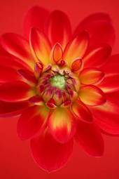 Fotoroleta kwiat dalia czerwony płatki