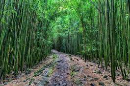 Naklejka masaż azjatycki bambus
