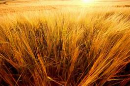 Fotoroleta pejzaż rolnictwo pszenica