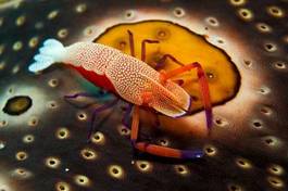 Fotoroleta indonezja podwodne skorupiak zwierzę