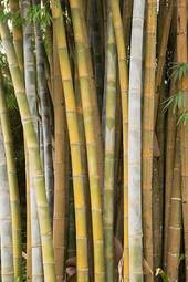 Fotoroleta roślina azjatycki bambus