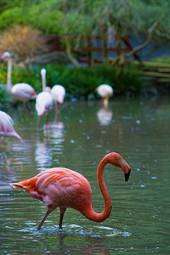 Obraz na płótnie flamingo ptak portret zwierzę stado