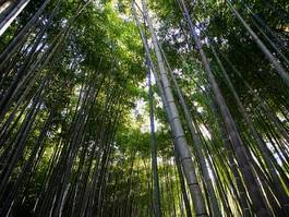 Fotoroleta bambus zielony   