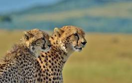 Plakat kot zwierzę gepard afryka safari