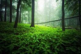 Naklejka natura las trawa krajobraz tropikalny