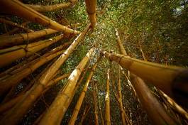 Plakat tajlandia ogród bambus natura