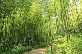 Fotoroleta roślina bambus obraz krajobraz zielony