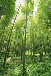 Fotoroleta obraz bambus krajobraz roślina