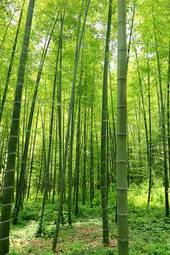Plakat krajobraz bambus roślina obraz