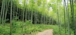 Naklejka krajobraz roślina bambus obraz